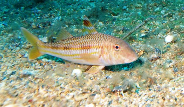 Атлантический Землерой