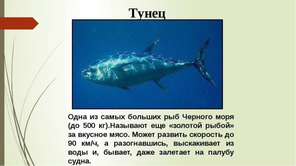 Рыбы живущие в черном море