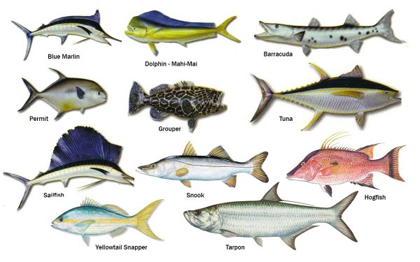 Зеленушка рулена