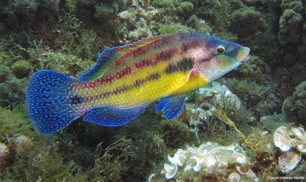 Скат лисица Черноморская