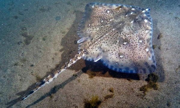 Обитатели чарнага Мара