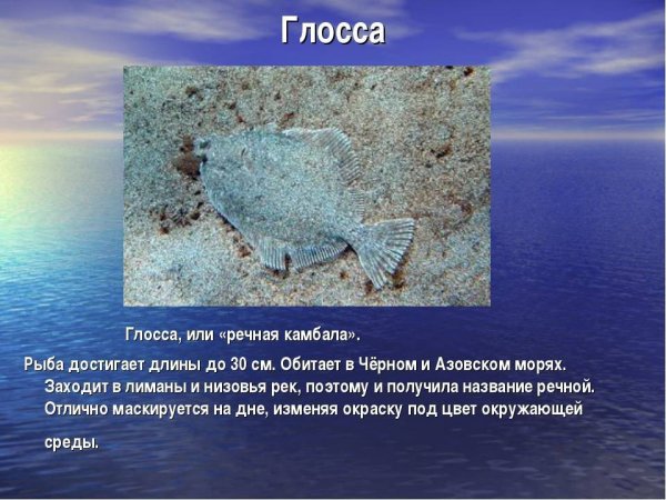 Морские обитатели названия