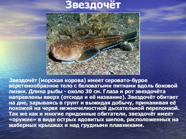 Краснозубый спинорог