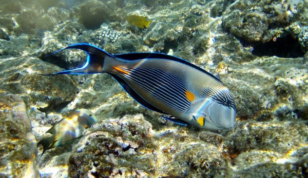 Рыба барабуля султанка Черноморская