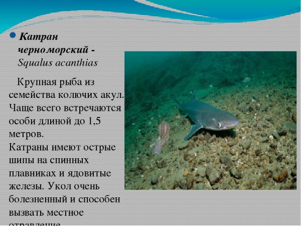 Морской дракончик в черном море