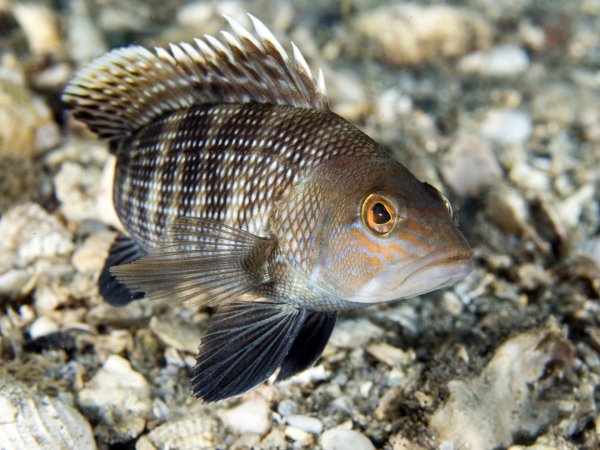 Рыбы красного моря таблица