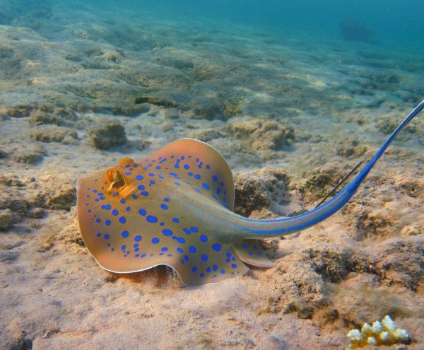 Морской ёрш Балтийское море