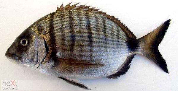 Скат хвостокол красное море