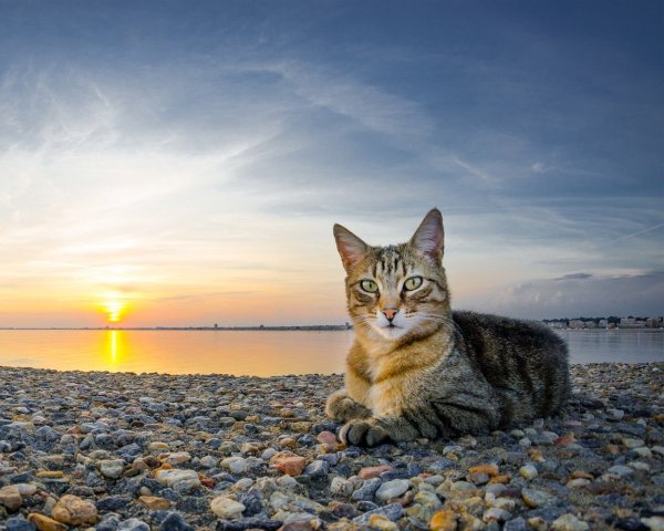 Кот на море