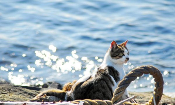 Кошка на берегу