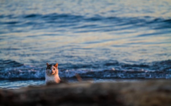 Кот на берегу моря