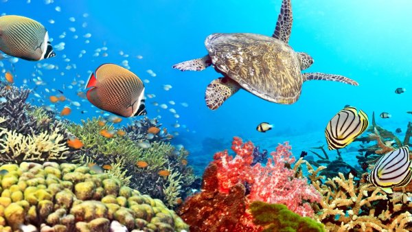 Подводный мир Карибов