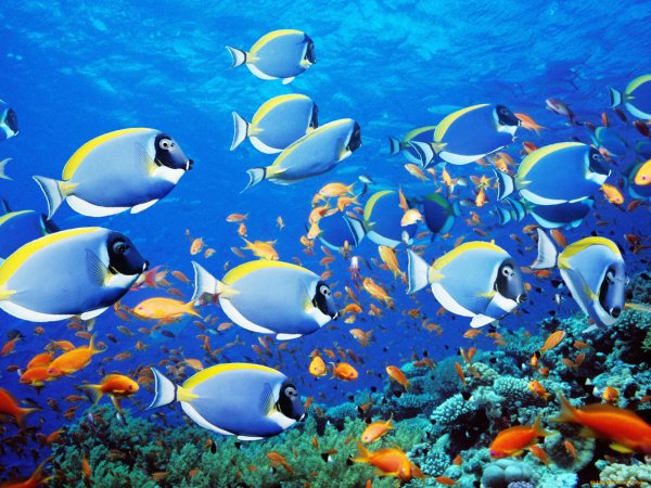 Рыбы индийского океана