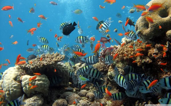 Шарм-Эль-Шейх подводный мир