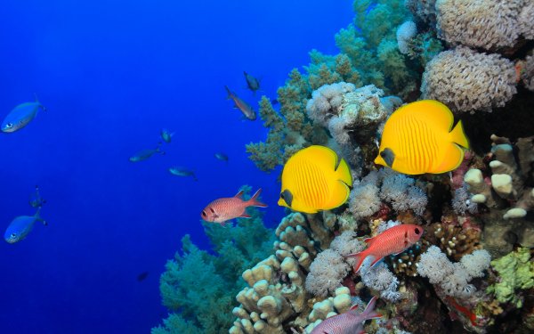 Коралловые рыбки