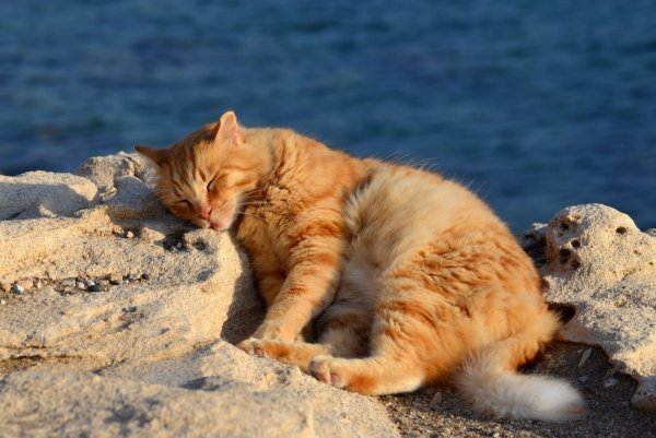 Кот на берегу моря