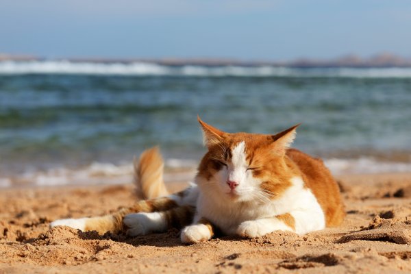 Кошка на берегу моря