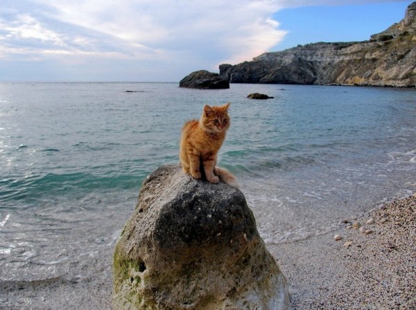 Кот на море