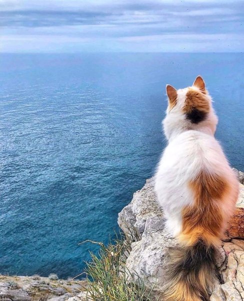 Кот на берегу моря