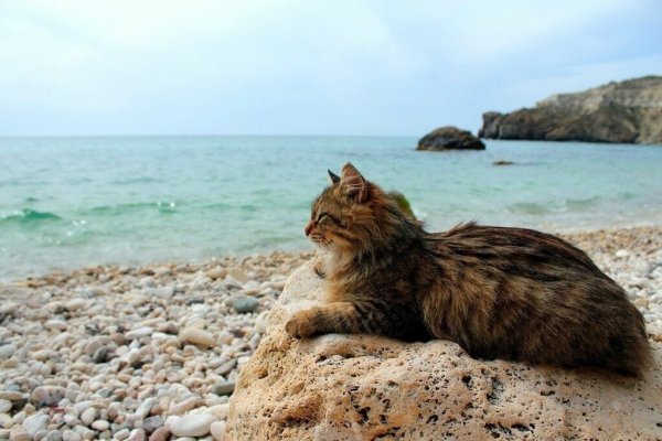 Кот на берегу моря