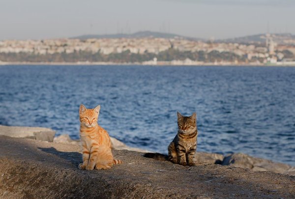 Кот на море