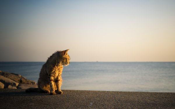 Котик на море