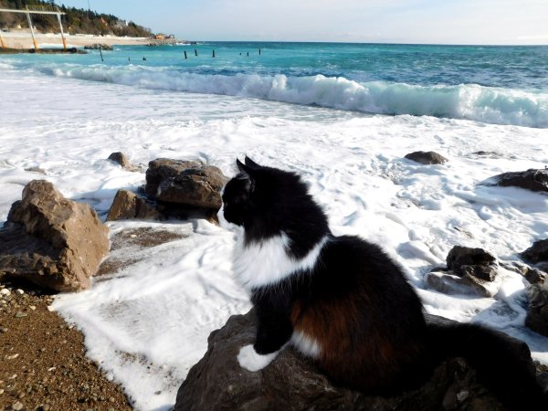 Кот на море