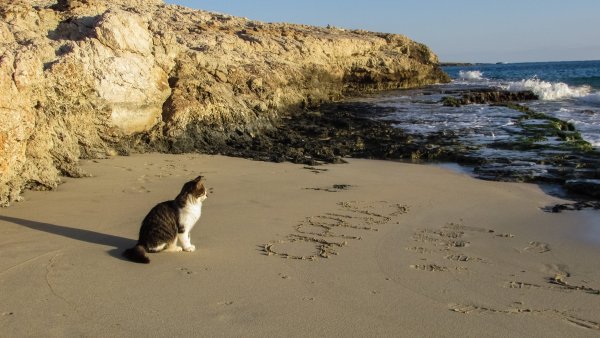 Кот на берегу моря