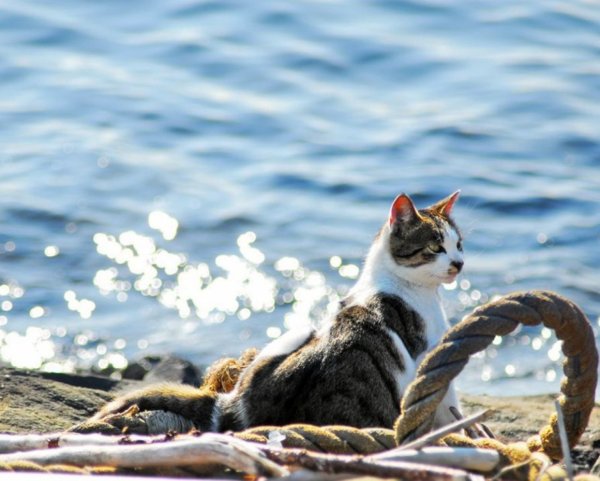 Морская кошка