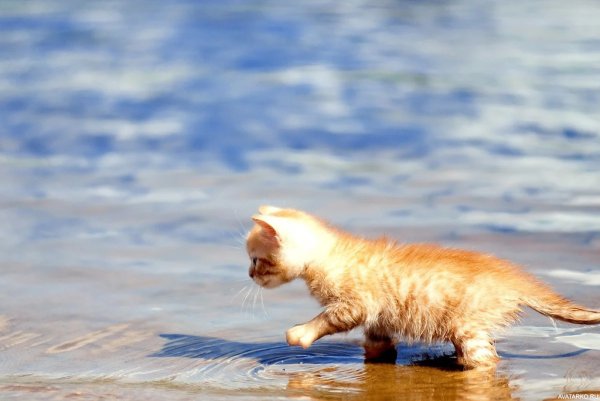 Котик в воде