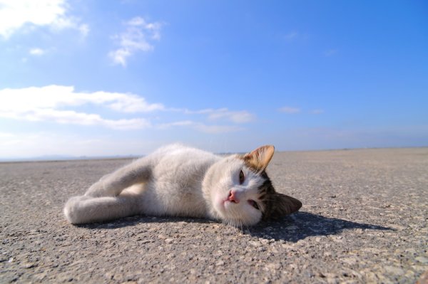 Кот на пляже