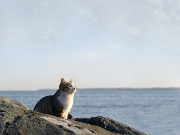 Коты загорают