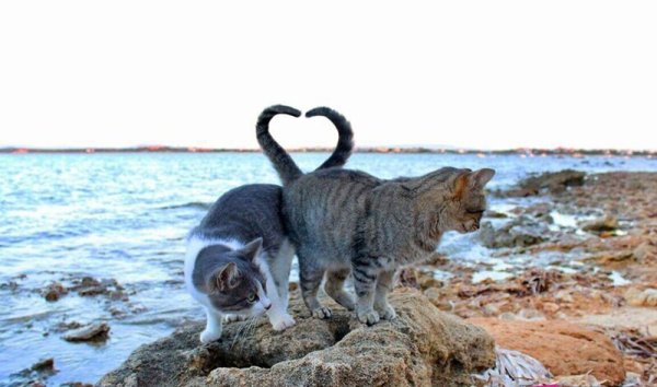 Рыжая кошка на берегу моря