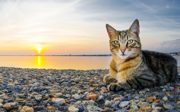Кошка на море