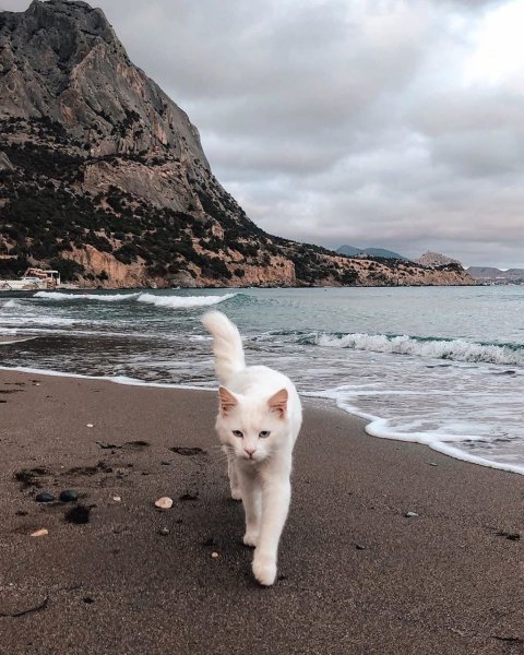 Коты на пляже