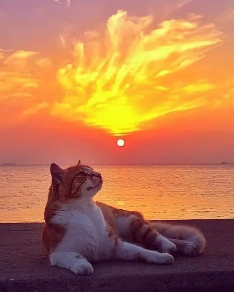 Кот и море солнце