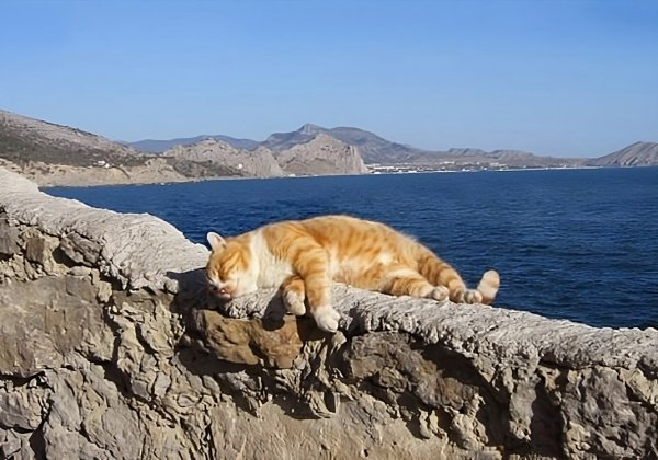 Кот на пляже