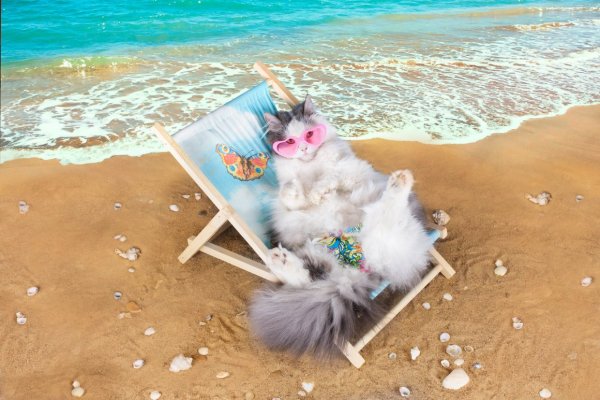 Кот на корабле