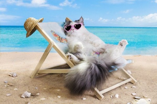 Котенок на море