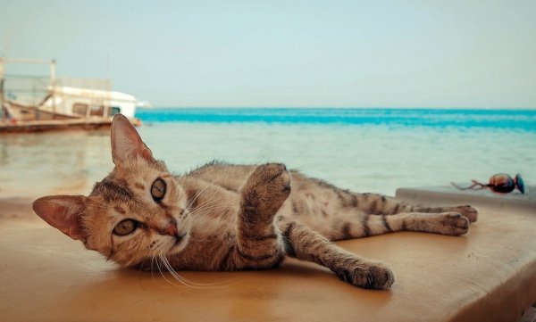 Крымские котики