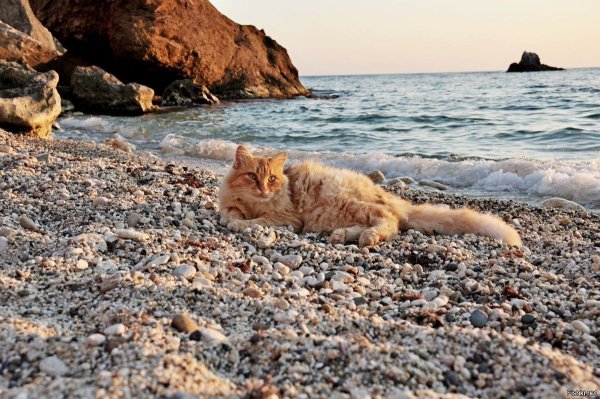 Кот на закате