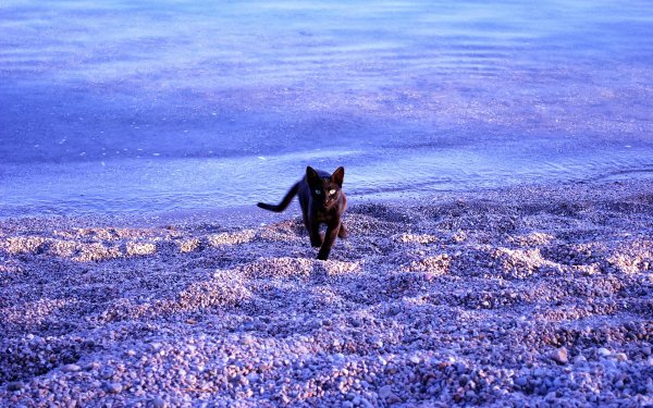 Котенок на море