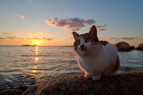 Котята на закате
