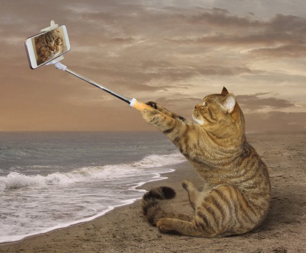 Кошка на море