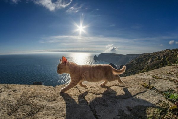 Кот на море