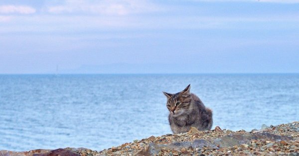 Рыжий кот на море