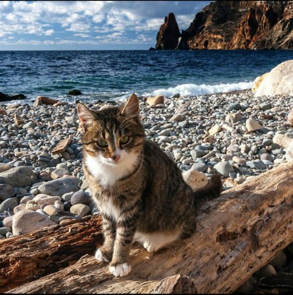 Кошка отдыхает на море