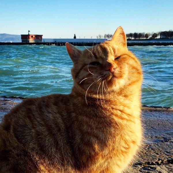 Кот в шезлонге на берегу моря
