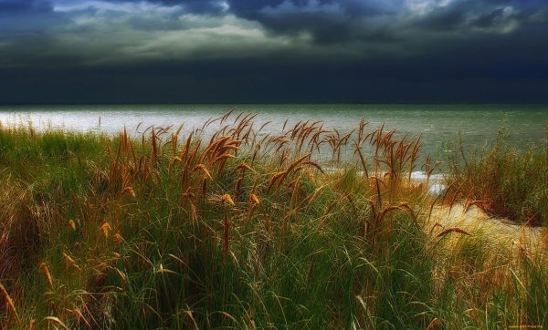 Ковыль осень