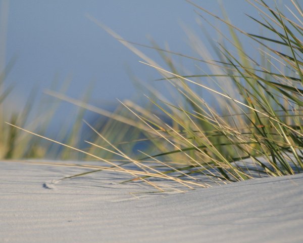 Тростник на ветру